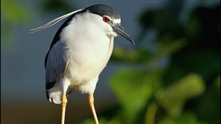 Обыкновенная кваква, или ночная цапля (англ. Black-crowned night heron)