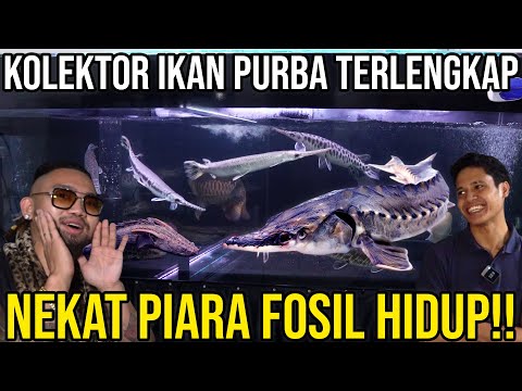 KOLEKTOR IKAN PURBA TERLENGKAP NEKAT PIARA FOSIL HIDUP!! ANCIENT FISH KEEPER #indoexotic