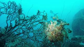 20141025 OseDiving・ー