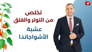 تخلص من التوتر والقلق | عشبة الأشواجندا وفوائدها المتعدده 