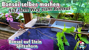 Wie mache ich aus einem Ahorn einen Bonsai?