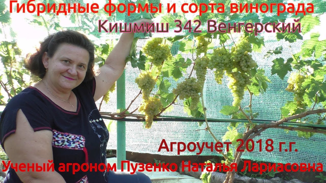 Виноград Кишмиш 342 Описание Сорта Фото Отзывы