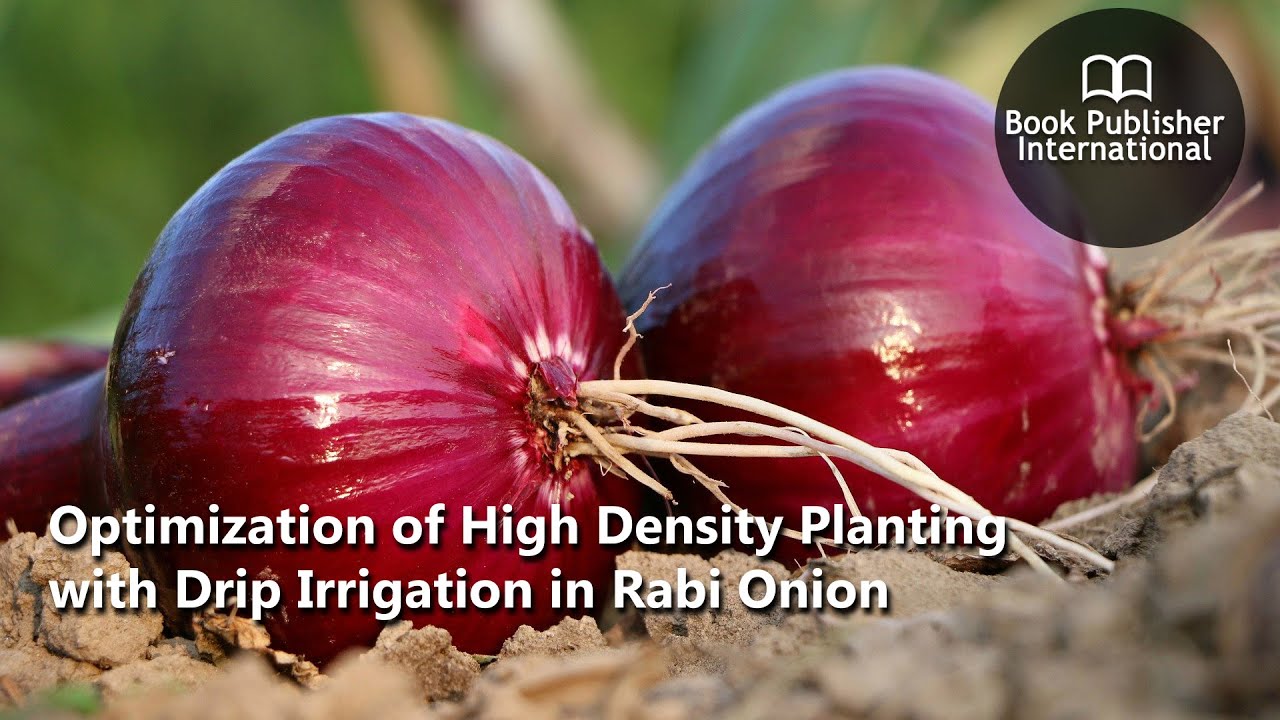 Optimization of High Density Planting with Drip Irrigation in Rabi