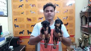 (Cheapest Dog Market)  Doberman puppy, Boxers Puppy, American Pittbull Puppy, Pomeranian Puppy ,