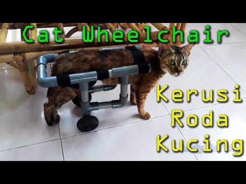 Video: Bagaimana cara membuat kucing saya menggunakan roda kucing?