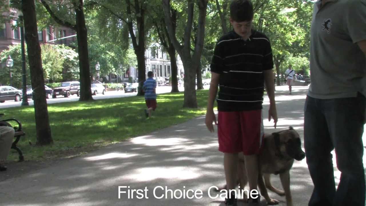 OffLeash Obedience Training By First Choice Canine In Boston, MA YouTube