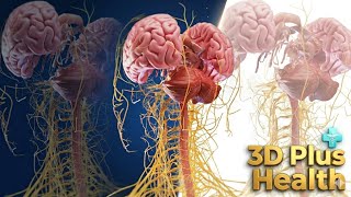 Famous Human Brain & Nervous System in 3D...@3DPlushHealth  Wealth