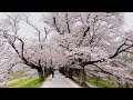 Kyoto Cherry Blossoms in Full Bloom Relaxing Walking | Ambience Sounds Sleep Study 4K AMSR
