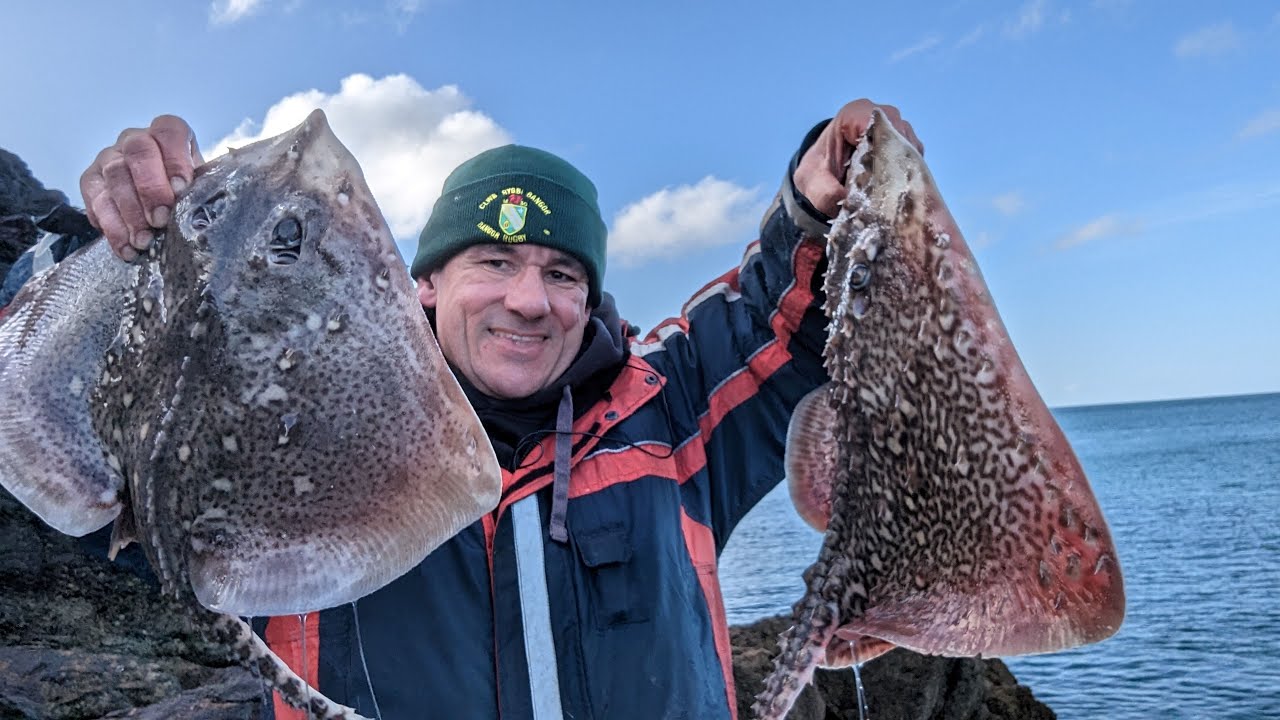 Prolific Thornback Session - Fishing Anglesey Rocks👌 - YouTube