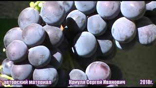 Особенности японских сортов винограда  (Japanese grape varieties)