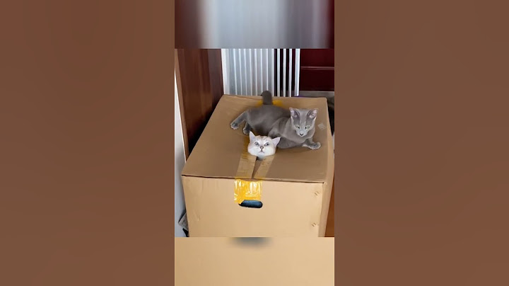 #向晓雪坠 #为你甘做傀儡 #猫咪的迷惑行为 #傻狗的日常