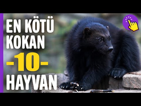 En kötü kokan 10 hayvan | Hayvanlar Alemi | Aklında olsun