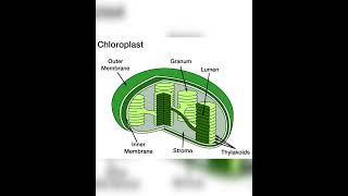 5 Marks important chloroplast diagram for 1st pu students
