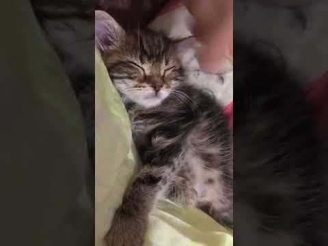 Котёнок засыпает за 13 секунд
