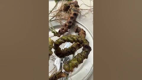 ĐỈNH NÓC KỊCH TRẦN - CẶP TAM THẤT RỪNG XỊN ĐẸP NGANG HOA HẬU :))         Trọng lượng :630g/2 củ