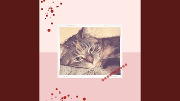 Contemporary Ambience for Mysterious Cat