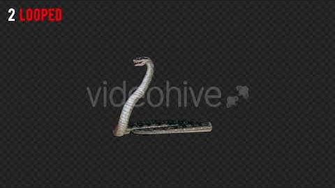 Snake 1 Realistic Pack 3 | Motion Graphics - Envato elements