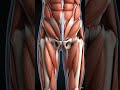 Hip Joint Anatomy Explained in 3D | Labrum, Ligaments & Muscles#usa #usashorts #facts #nurse
