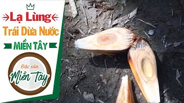 Lạ Lùng Trái Dừa Nước Miền Tây Vừa Ngọt Vừa Ngon - Đặc Sản Miền Tây - Du Lịch SayHi