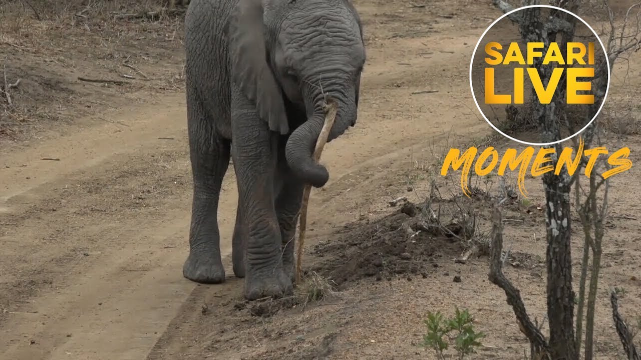 wildlife tourism in africa The Frustration of a Monday Morning