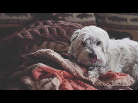 Skye Steele — Back In The Valley ~ Skye Steele (Official Music Video)