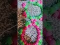 Crossing Cuff Tutorial! #kandi #kandikid #bracelet #beads #tutorial #kanditutorial #alternative