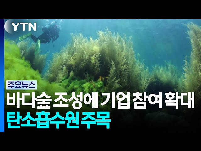 바다숲 조성에 기업 참여 확대...탄소흡수원 주목 / YTN