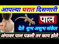 🌸घरात दिसणारी पाल देत असते शुभ,अशुभ संकेत | अंगावर पाल पडली तर /pal ghrat asnyache shubh sanket#all