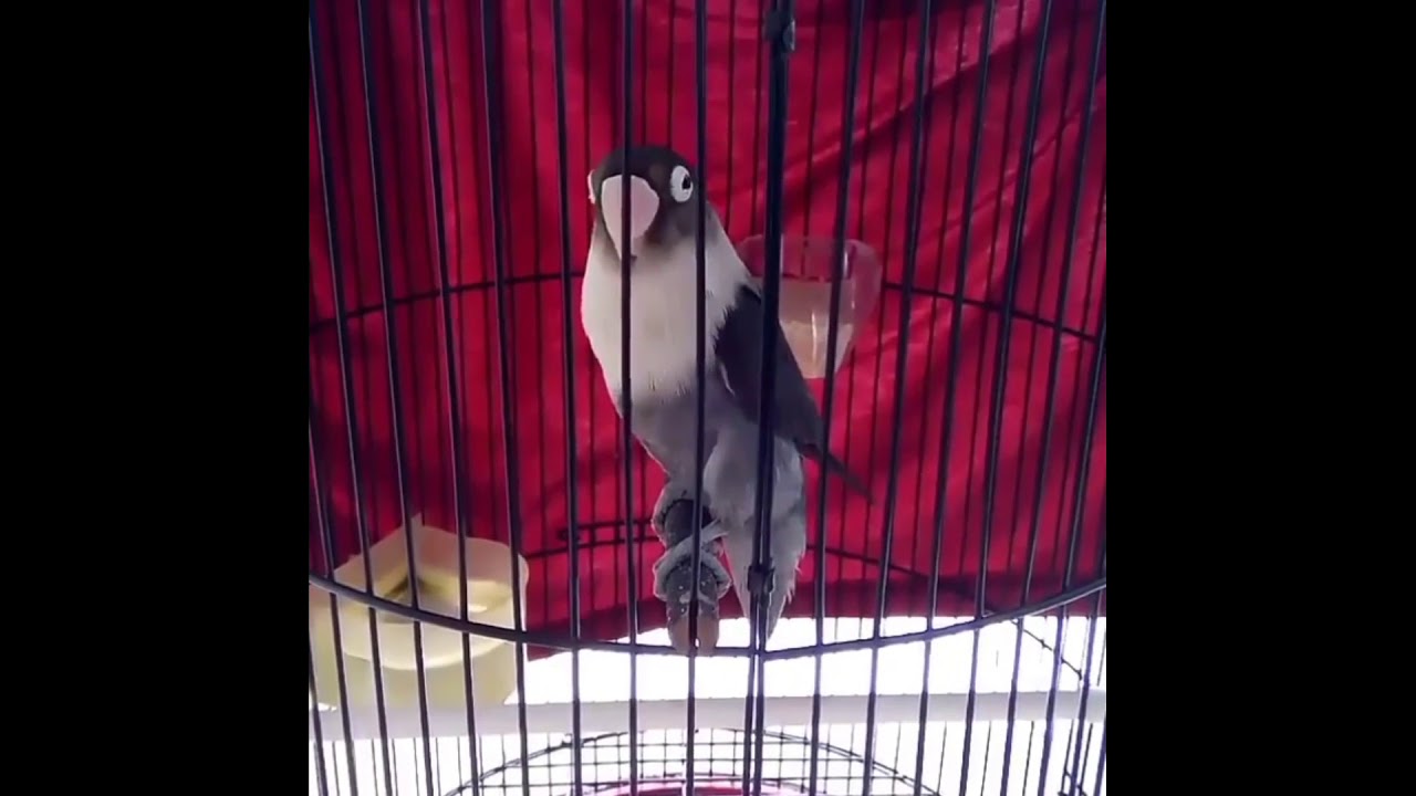 Lovebird Batman Ngekek Panjang 