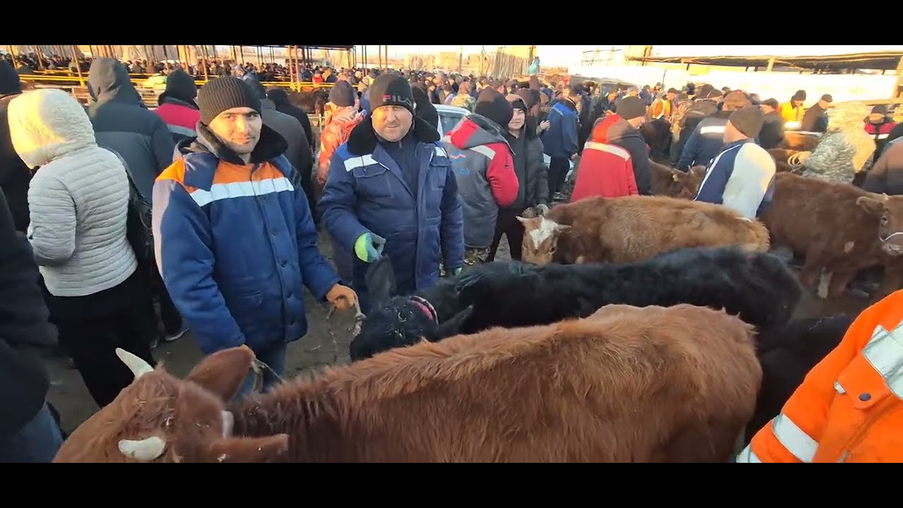 BERUNIY MOL  BOZOR NARXLARI 93_998_00_11 