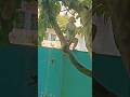 Monkey Video #shorts #ytshorts #youtubeshorts #animals #monkey