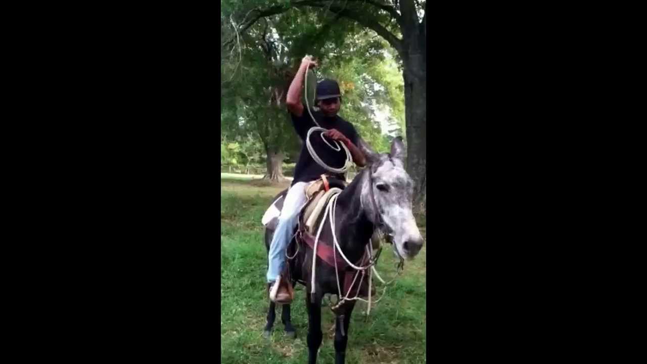 Roping on mule - YouTube