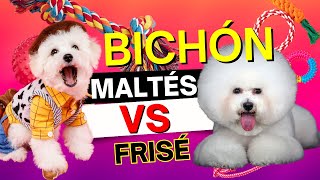 Estas Son Las DIFERENCIAS Entre Bichón Frisé y Maltés by Todo Sobre el Perro 392 views 3 months ago 4 minutes, 31 seconds