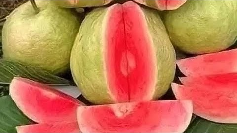 Cây giống ổi ruby thái lan ruột đỏ năng suất chất lượng vượt trội so với các giống ổi khác