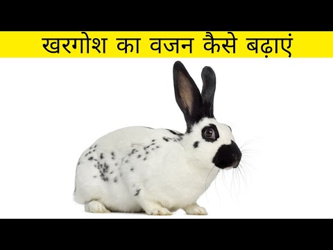 वीडियो: खरगोशों में मोटापा