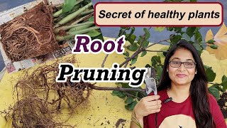 🔴 ROOT PRUNING कब और कैसे करें  What How When to do root cutting #gardening #roots #pruning #plants by Voice of plant 43,064 views 2 months ago 19 minutes