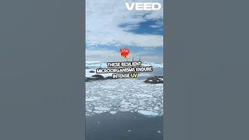 Extremophiles: Life at the Edge