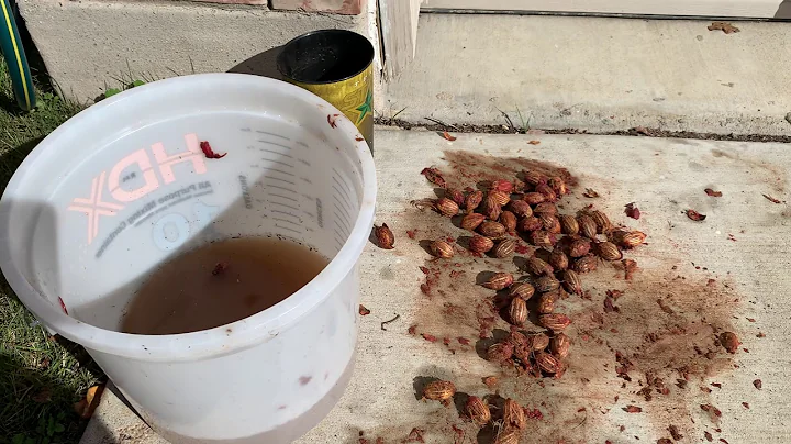 How to prepare palm tree seeds for germination