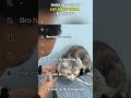 Hilarious Anesthesia Cat Moments That Ll Leave You Laughing Top10 Viral Viralvideo Funnyvideo 