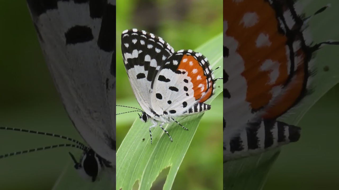 Proof that beauty comes in the tiniest forms.🦋☘️❤️