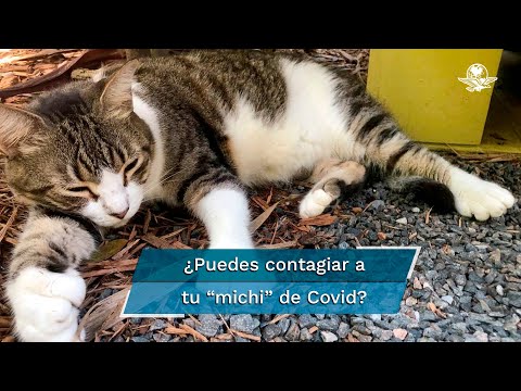 Video: ¿Los gatos pueden portar covid?