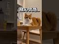 ママの帰宅に興味がない猫。