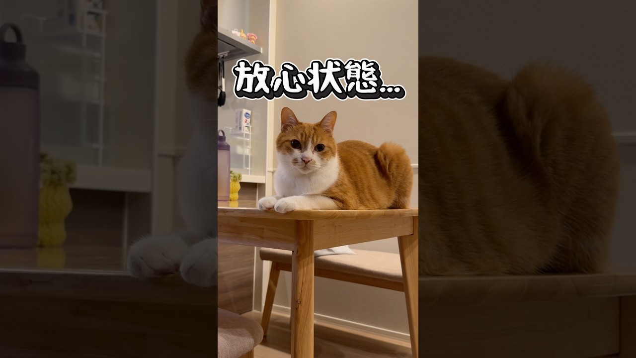 ママの帰宅に興味がない猫。
