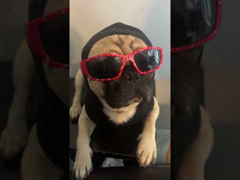 Oh yeah! #dog