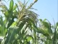 La polinización artificial del maíz