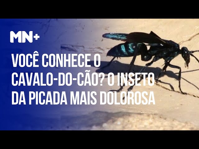 Insetologia - Identificação de insetos: Cavalo-do-Cão em Pernambuco