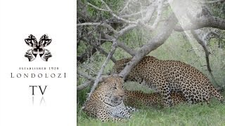 Two Male Leopards Mate with Female Leopard- Londolozi TV