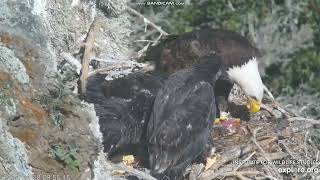 West End Bald Eagle Catalina USA - Thunder  karmi młode WE1, WE2, WE3 2024 04 28