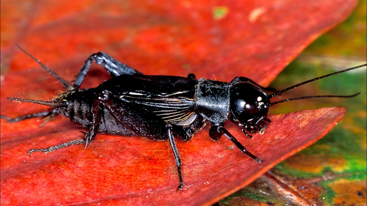 Cricket Sounds for Deep Sleep