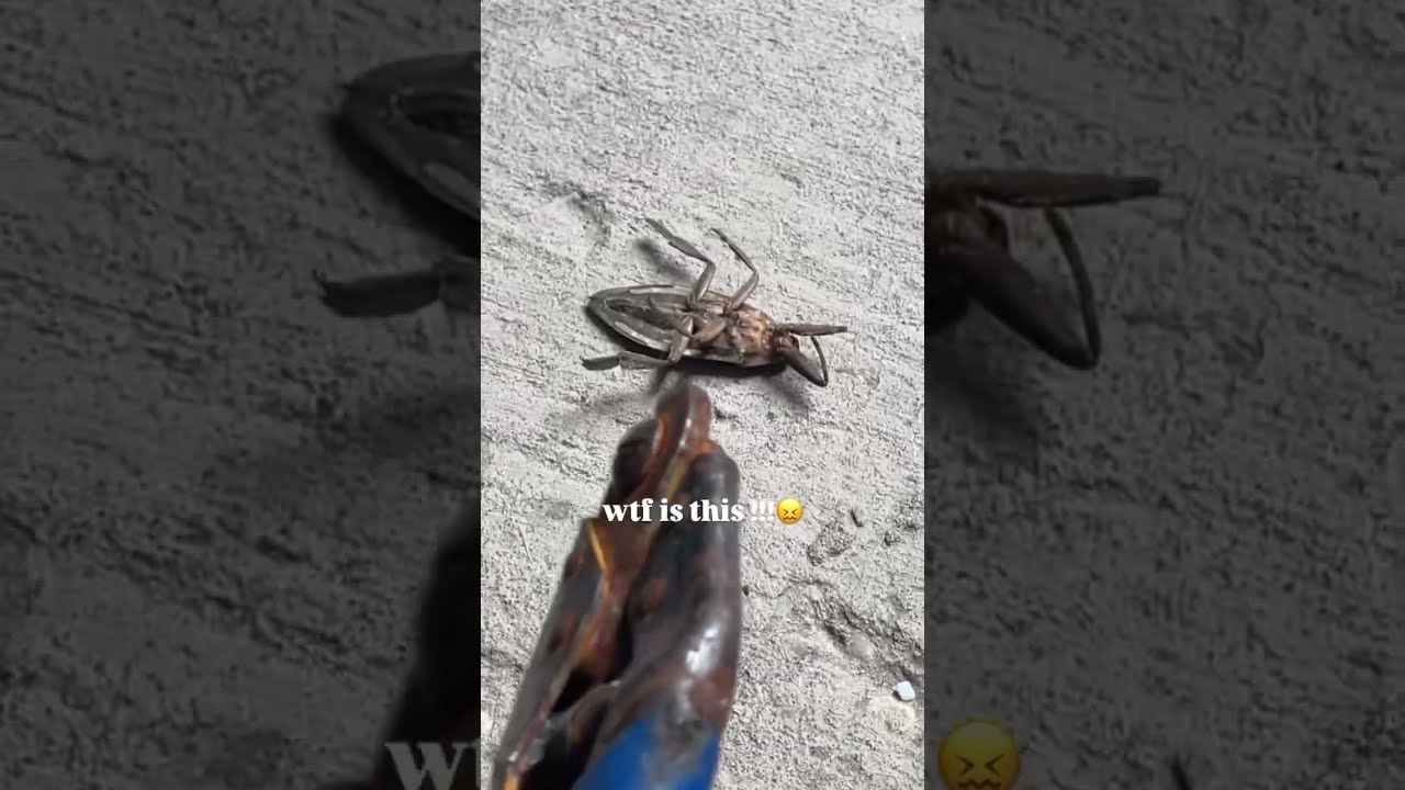 Koup OnTv Discovers A New Bug CREEPY Bigbug Koupontv Fyoupage